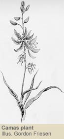 camas flower